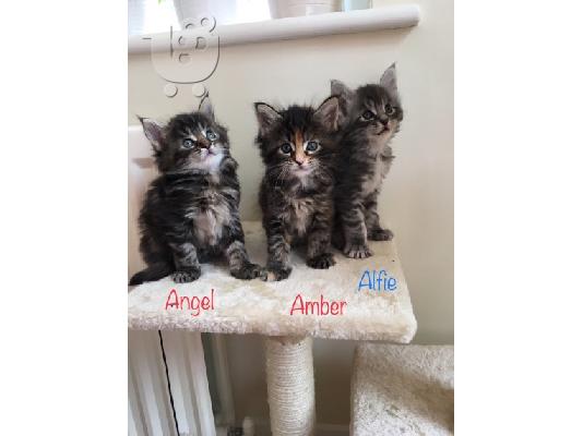 Pure Maine Coon Kittens.